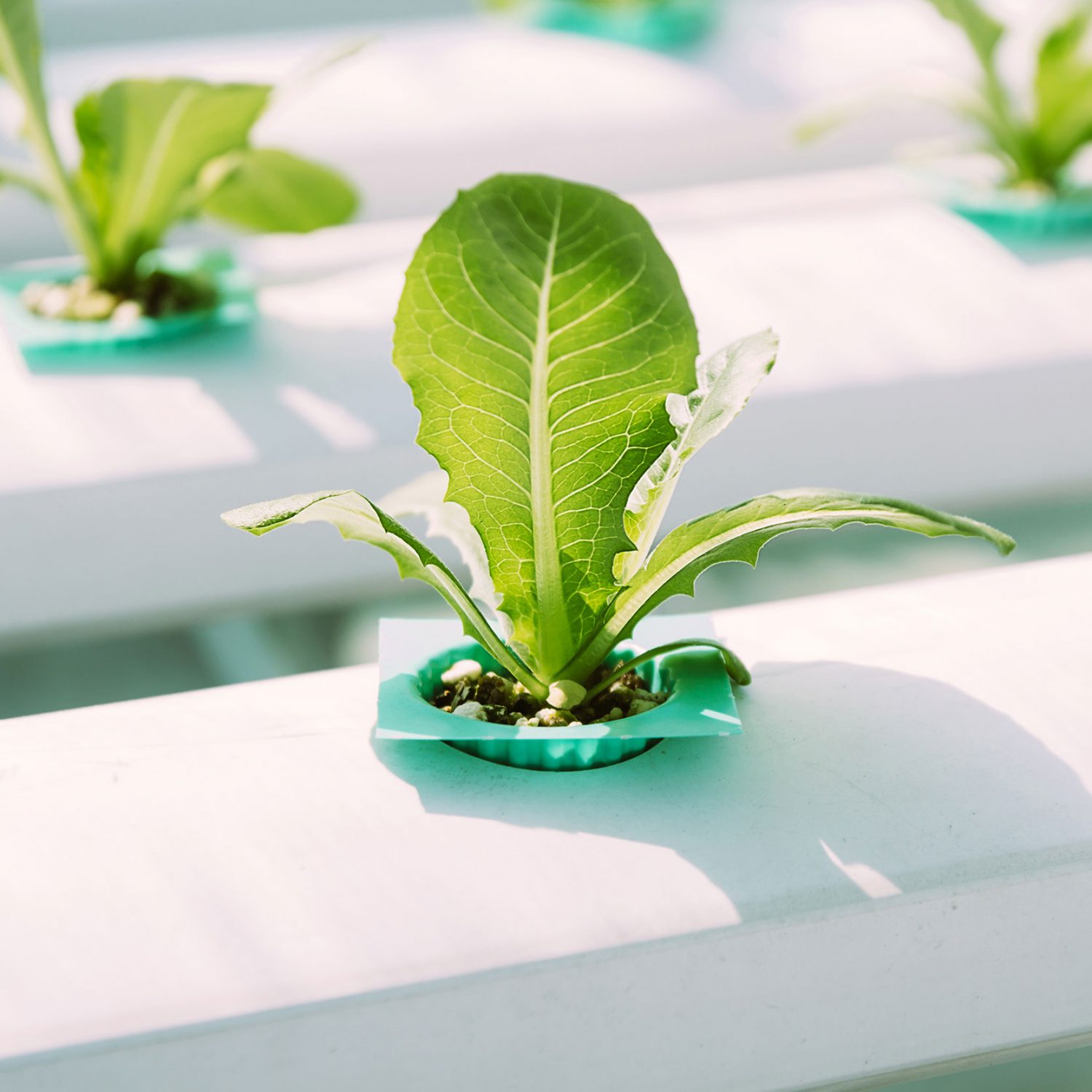 Image of lettuce growing